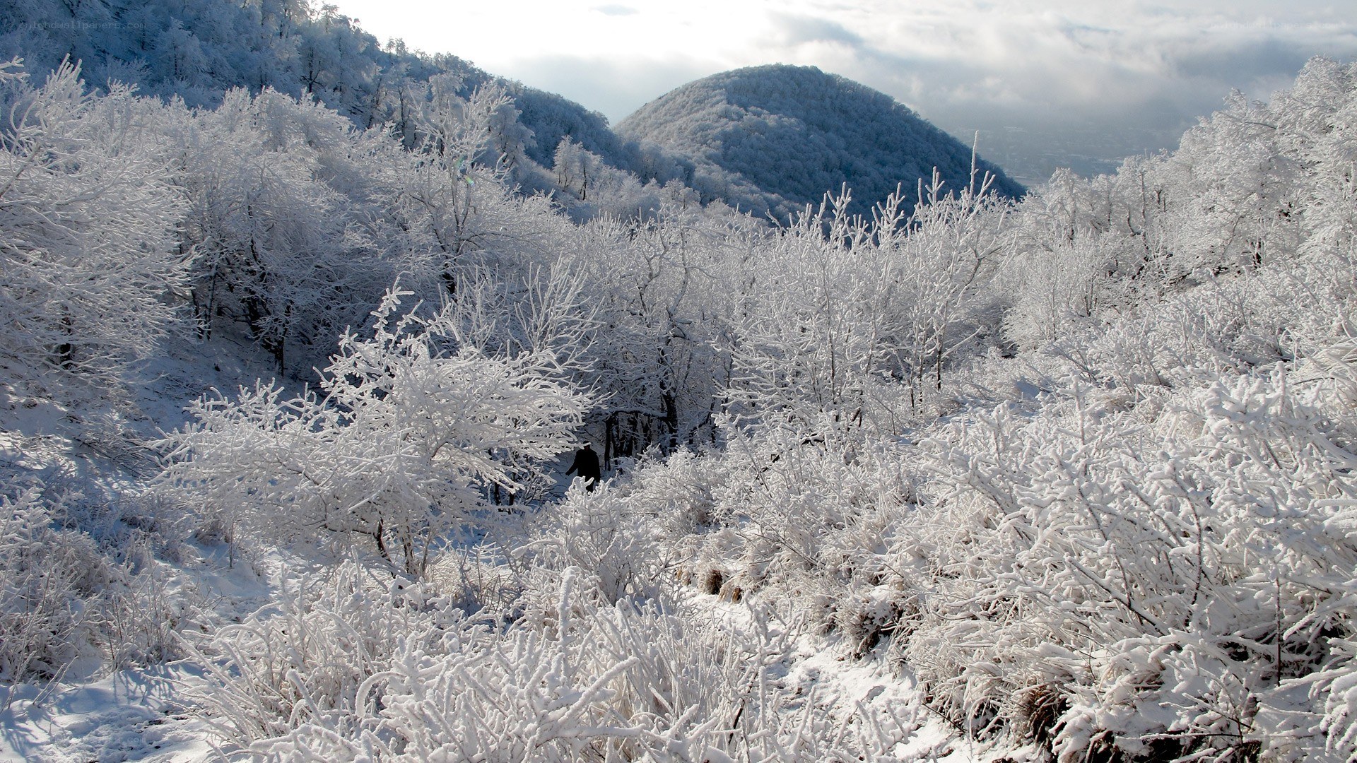 Snow-covered forest landscape