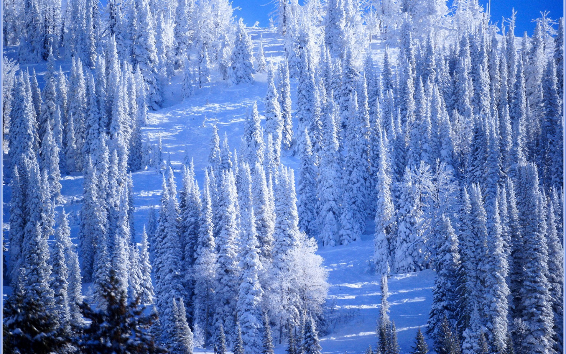 snow-covered forest landscape