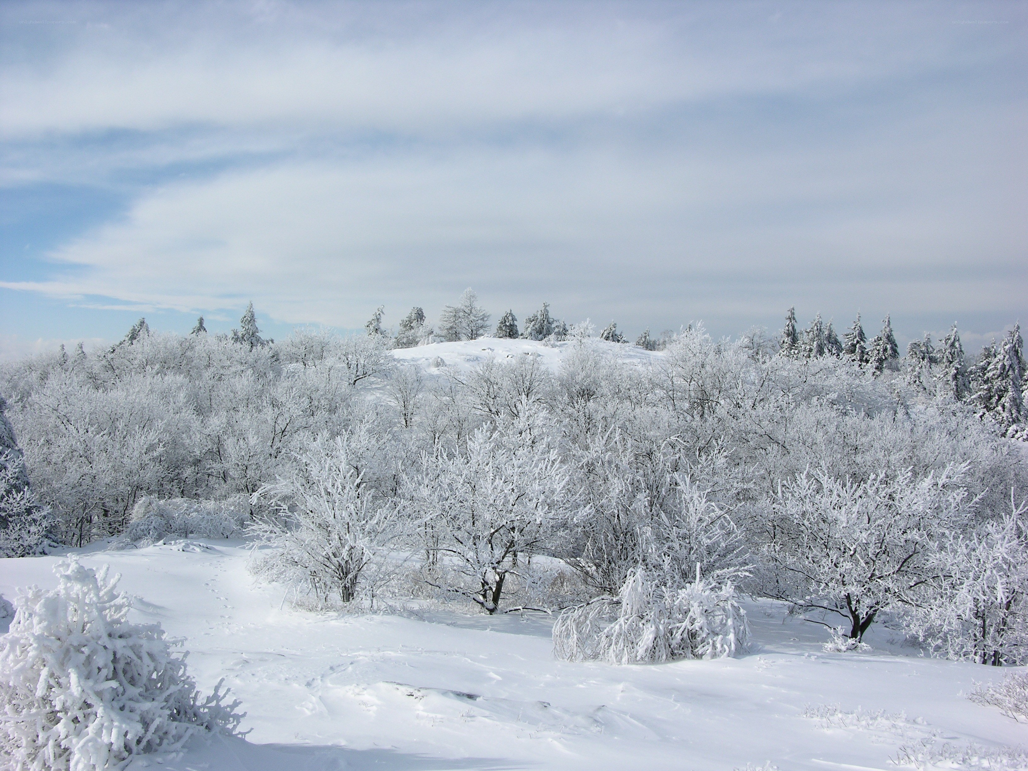 Snow-covered forest landscape