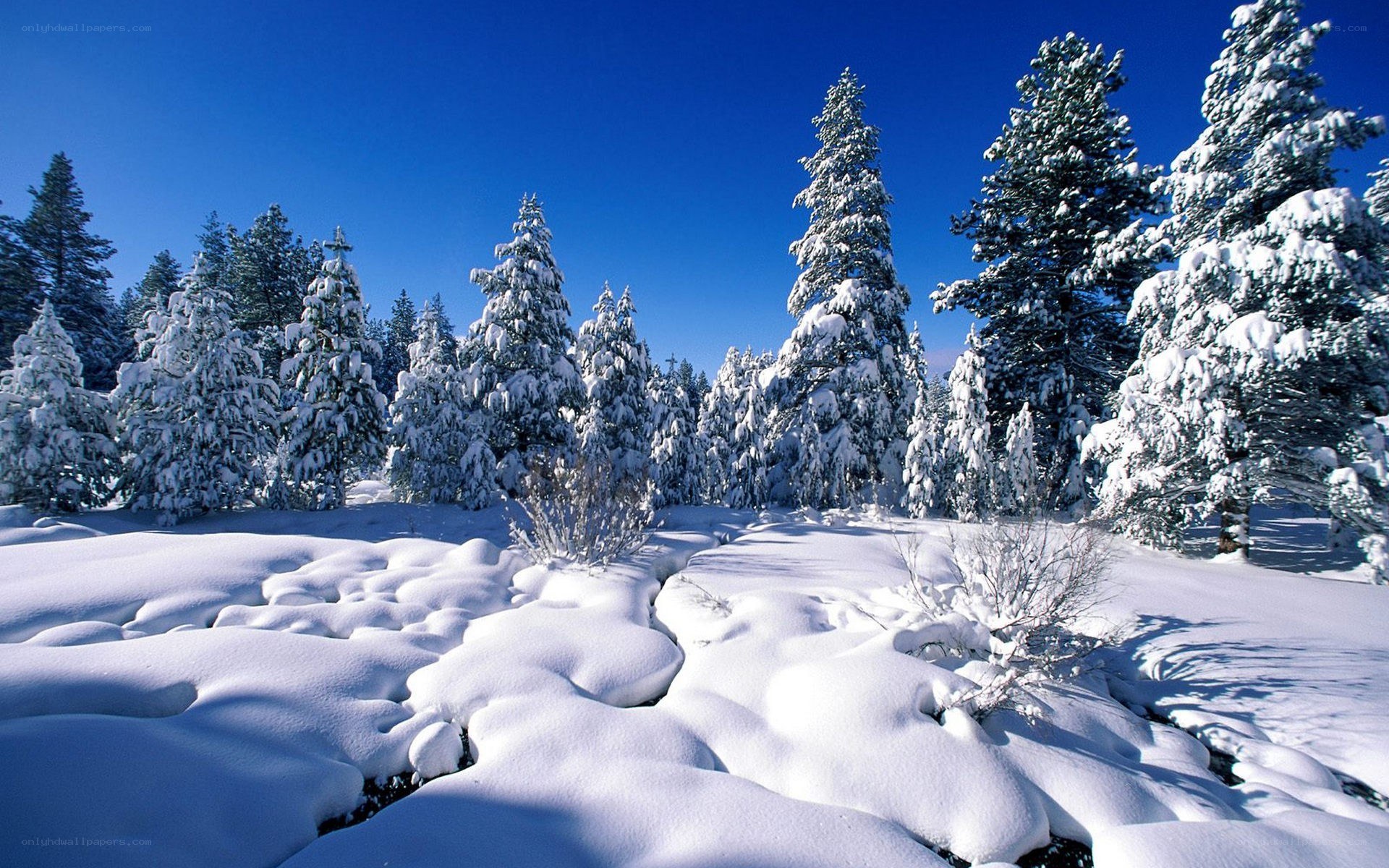Snow-covered forest landscape
