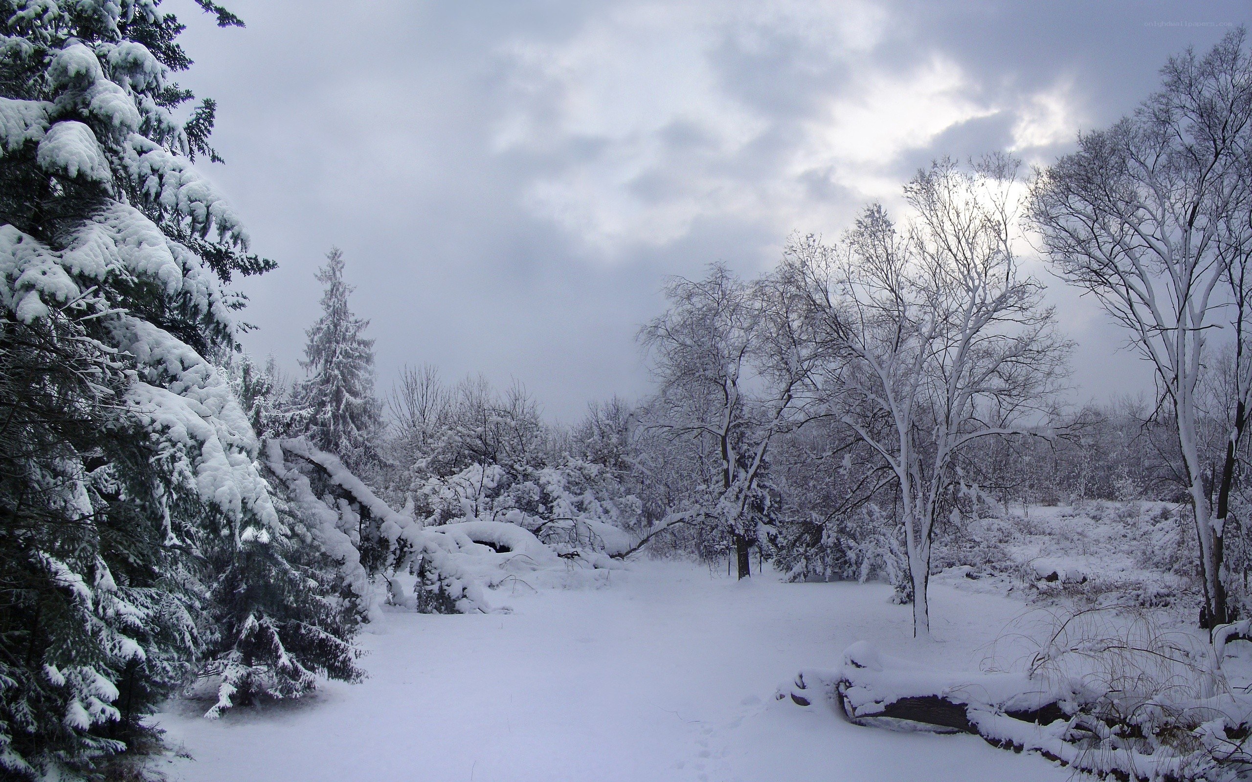 snow-covered forest landscape