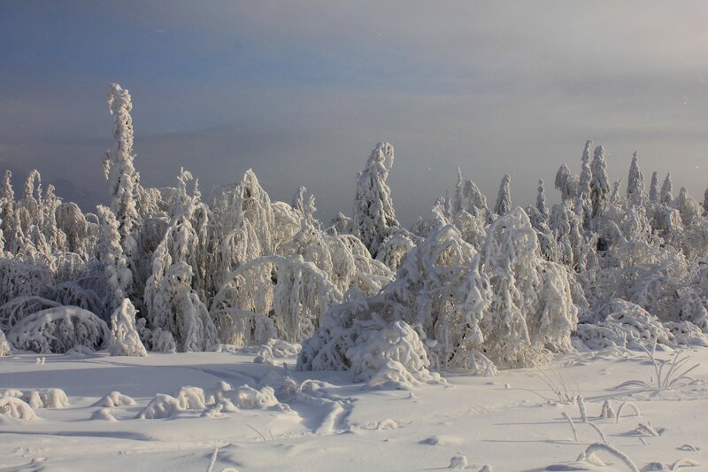 snow-covered forest landscape