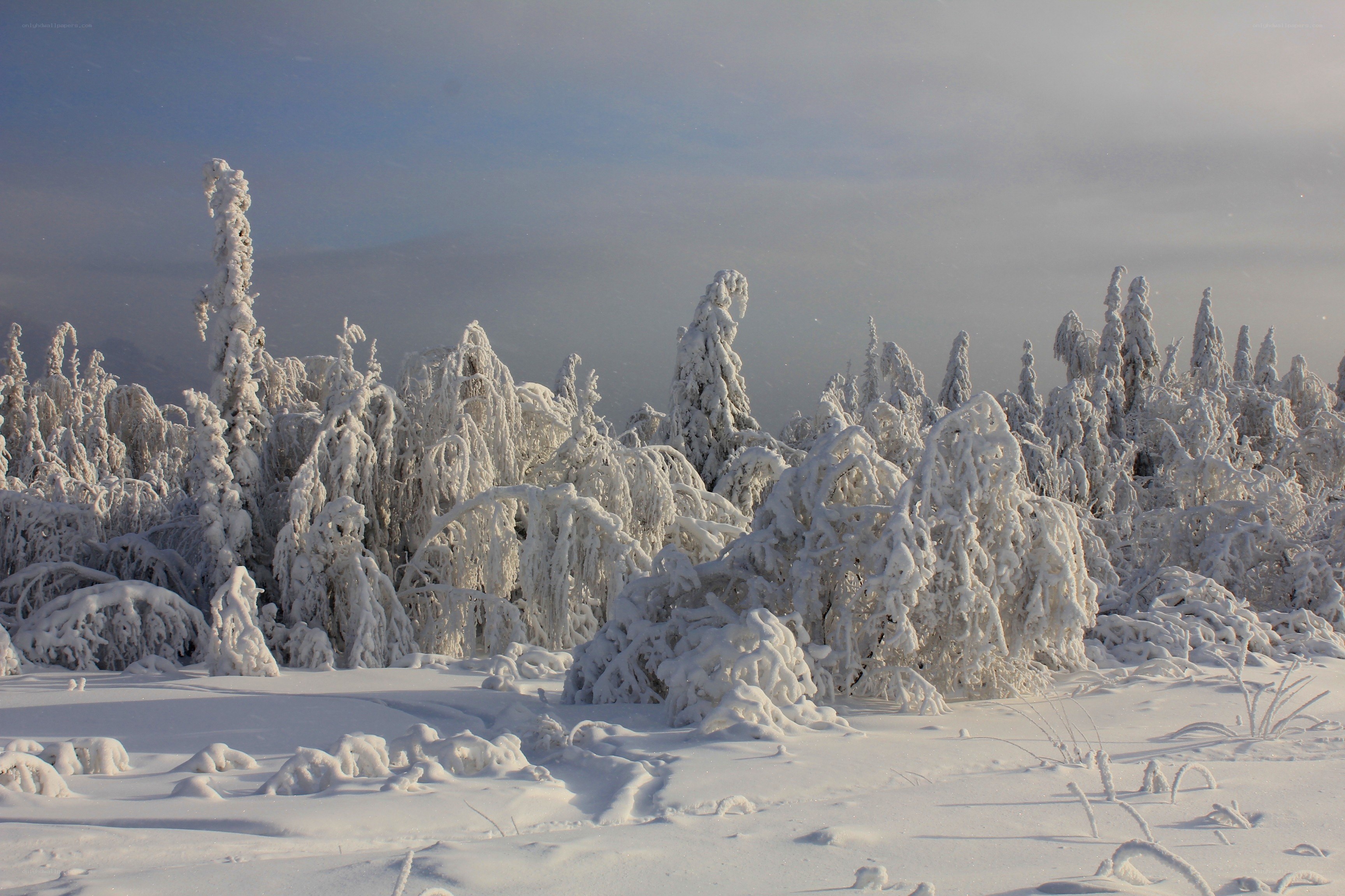 snow-covered forest landscape