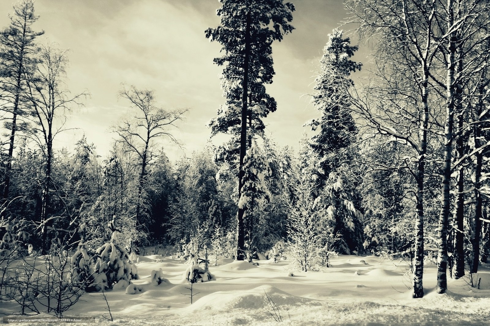 snow-covered forest landscape