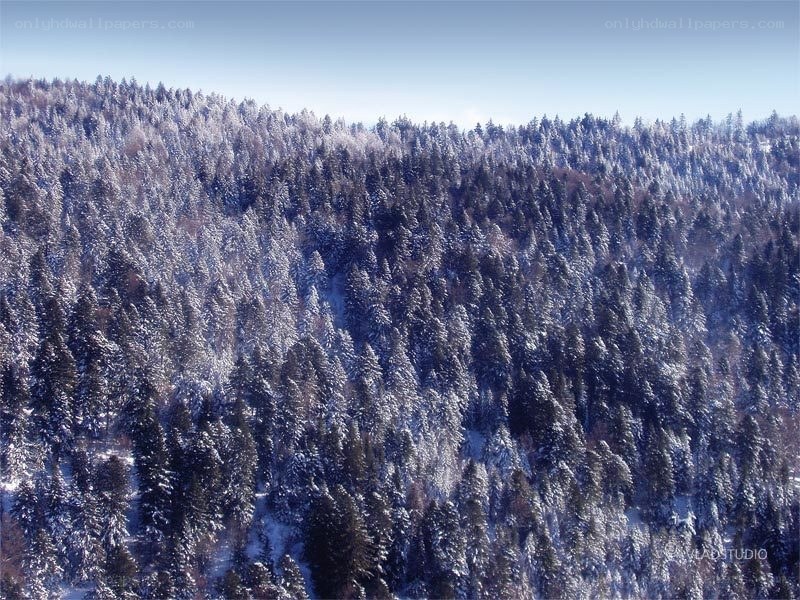 snow-covered forest landscape