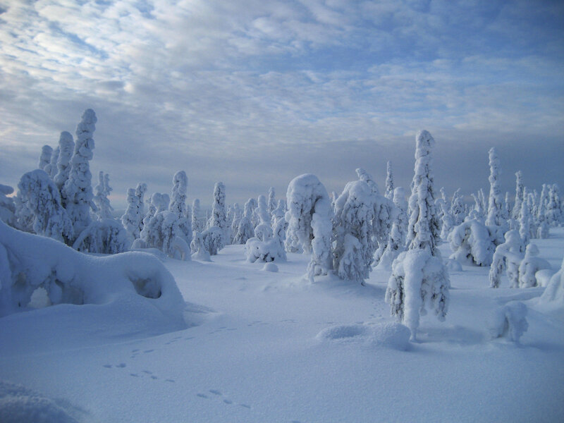 snow-covered forest landscape