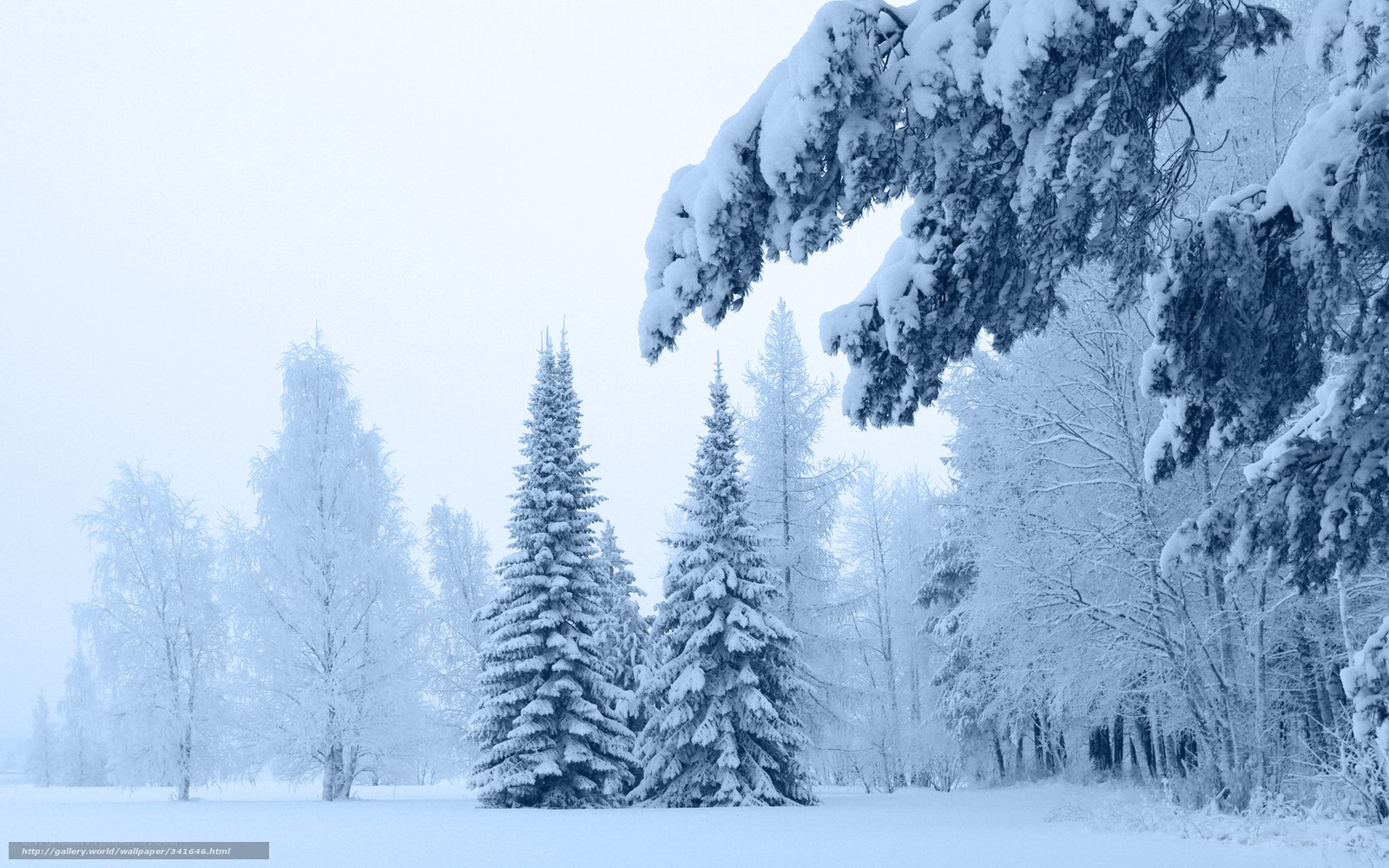 Snow-covered forest landscape