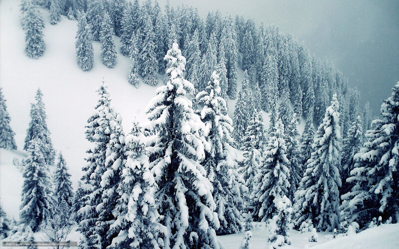 snow-covered forest landscape