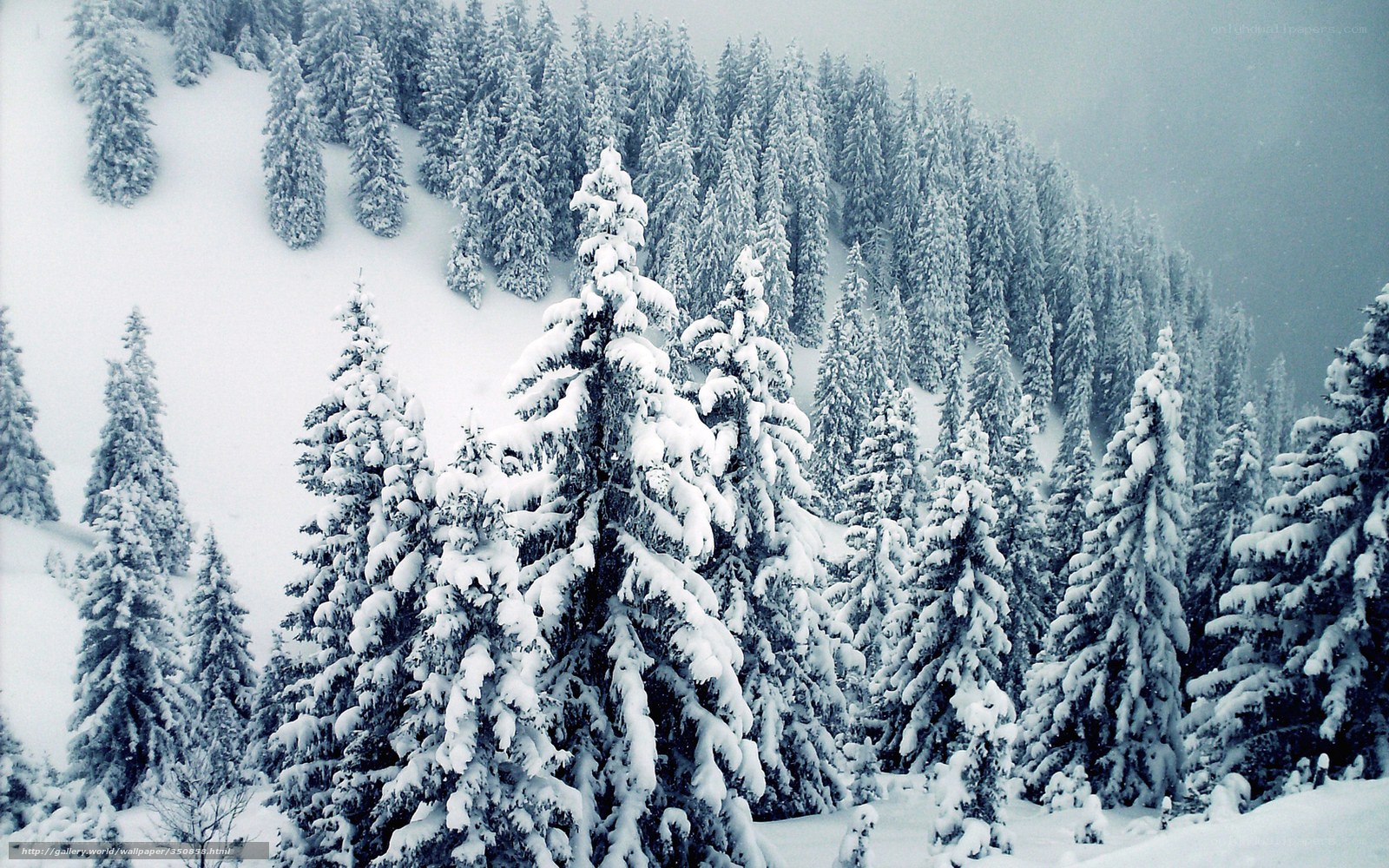 snow-covered forest landscape