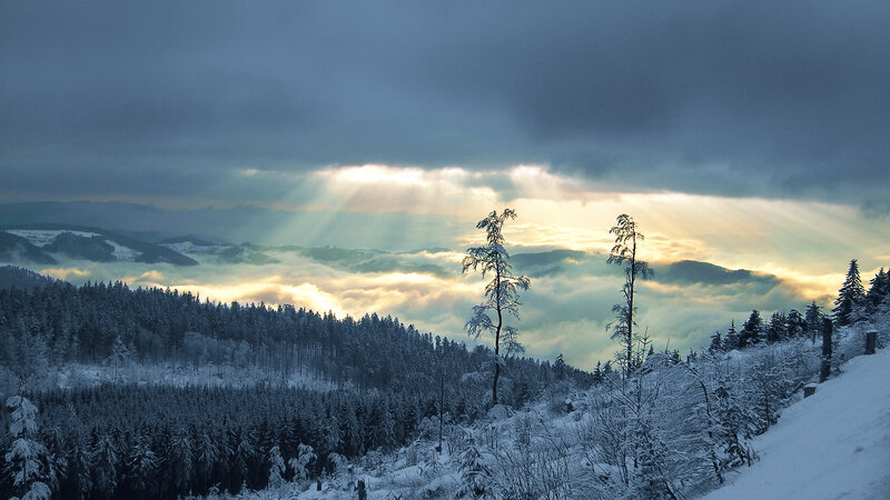 Snow-covered Forest Landscape — Blue, Dramatic