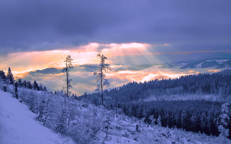 Snow-covered Forest Landscape — Blue, Dramatic, Winter