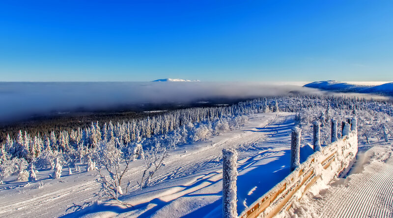 Snow-covered Forest Landscape — Blue, Serene, Winter