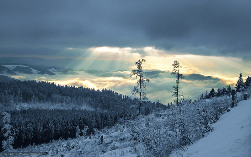 Snow-covered Forest Landscape — White, Dramatic