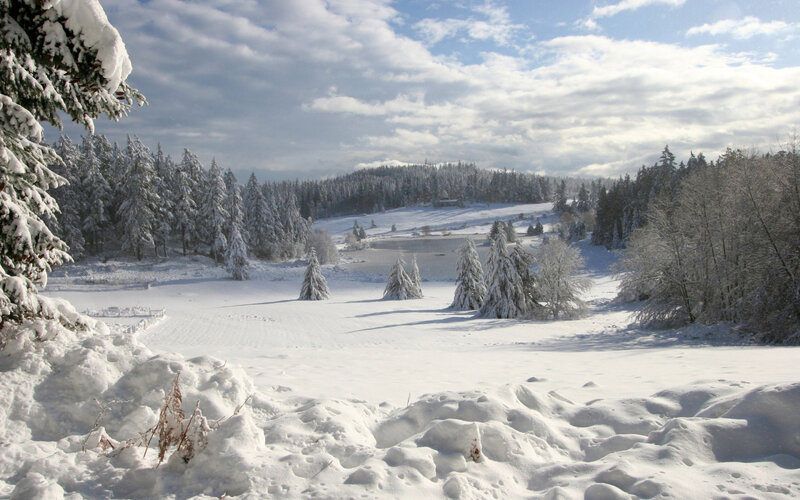 Snow-covered Forest Landscape — White, Serene, Winter, Photograph