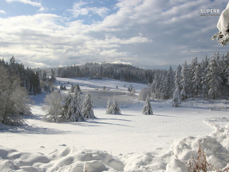 Snow-covered Forest Landscape — White, Serene, Winter, Photograph, Trees, Snow, Sky