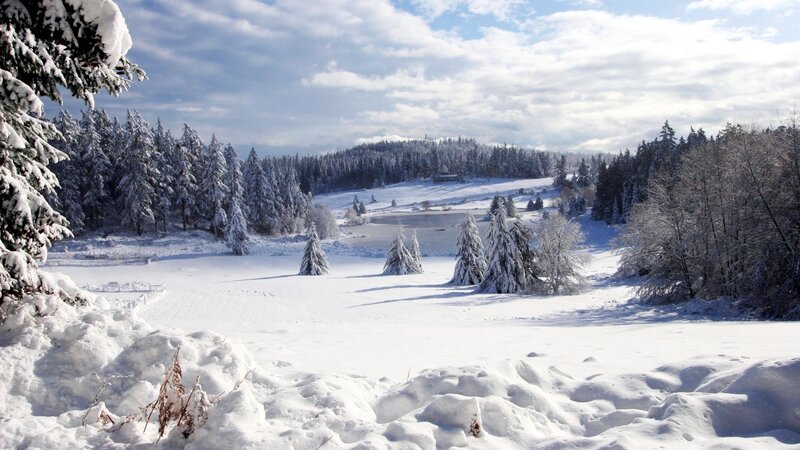 Snow-covered Forest Landscape — White, Serene, Winter, Photograph, Trees