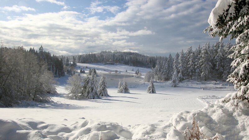 Snow-covered Forest Landscape — White, Serene, Winter