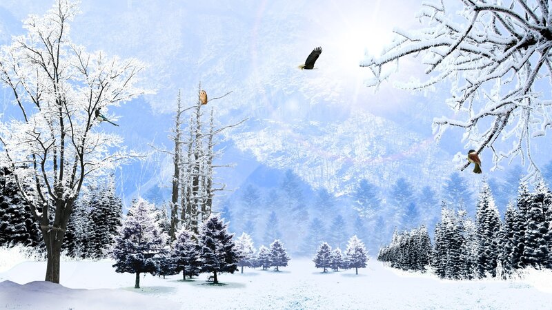 Snow-covered Forest Landscape — White