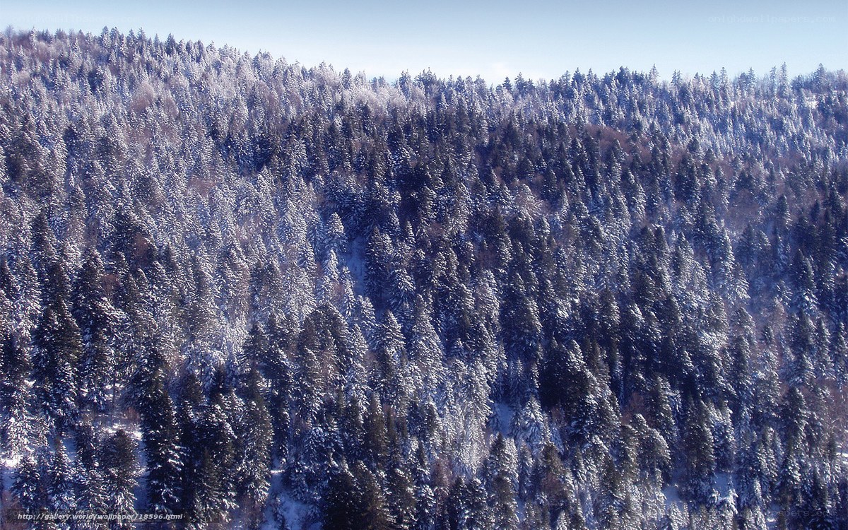 Snow-covered forest landscape