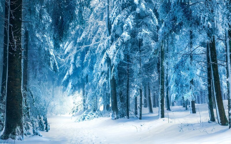 Snow-covered Forest — Light