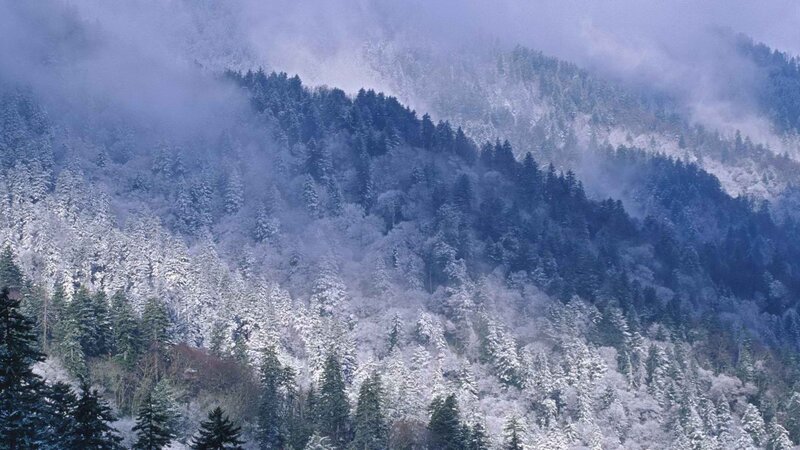 snow-covered forest mountain