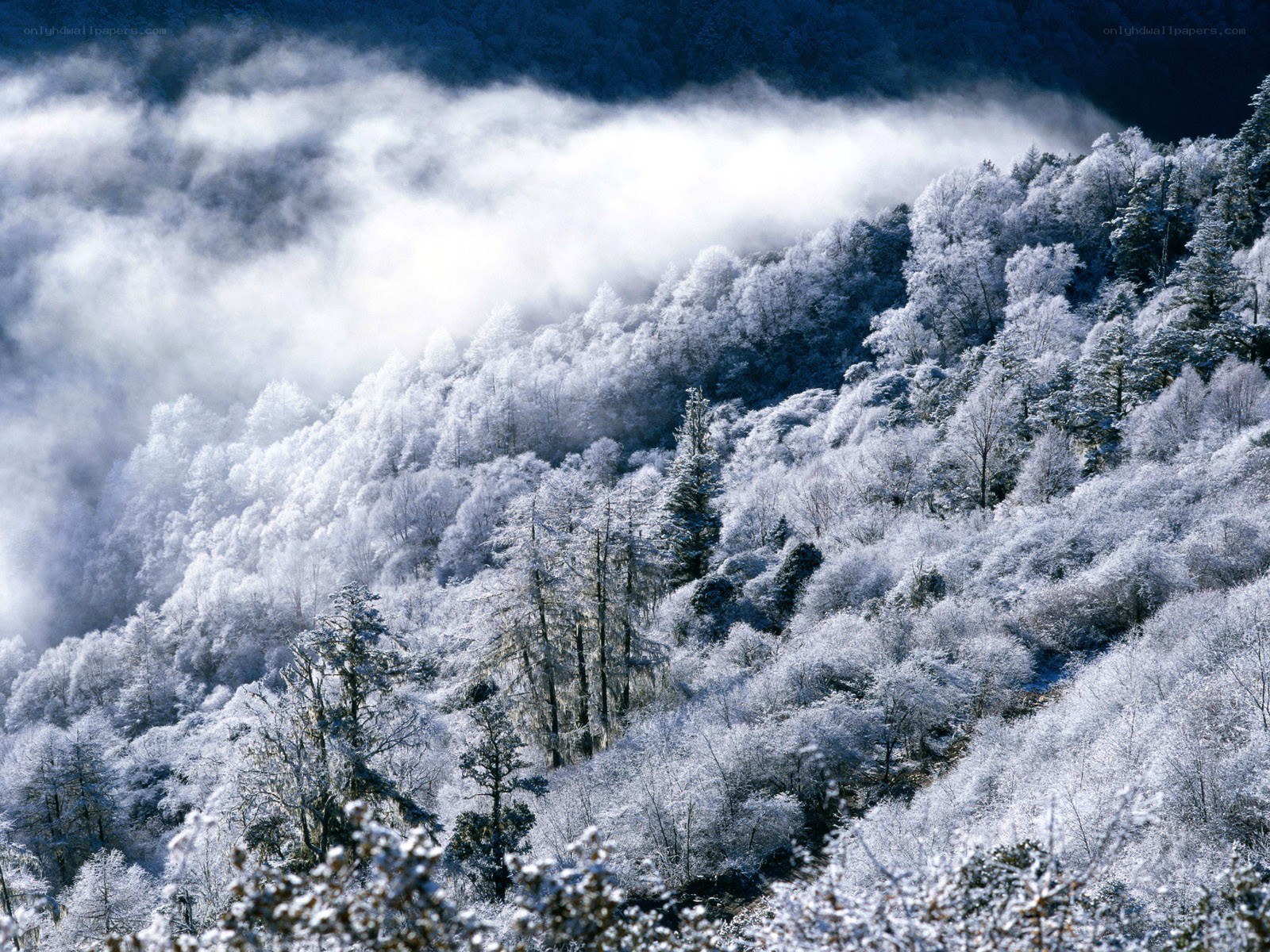 Snow-covered forest mountain