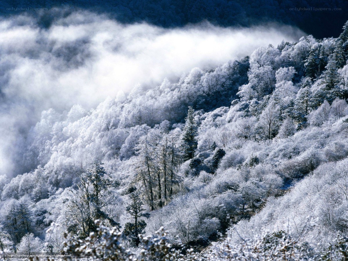 Snow-covered forest mountain