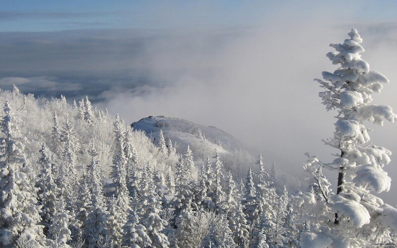 Snow-covered forest on a foggy mountain