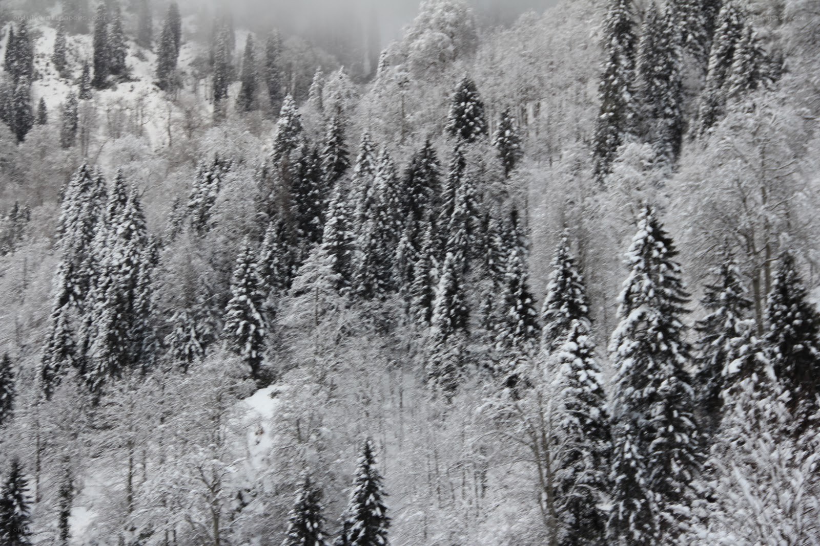 snow-covered forest on a hillside