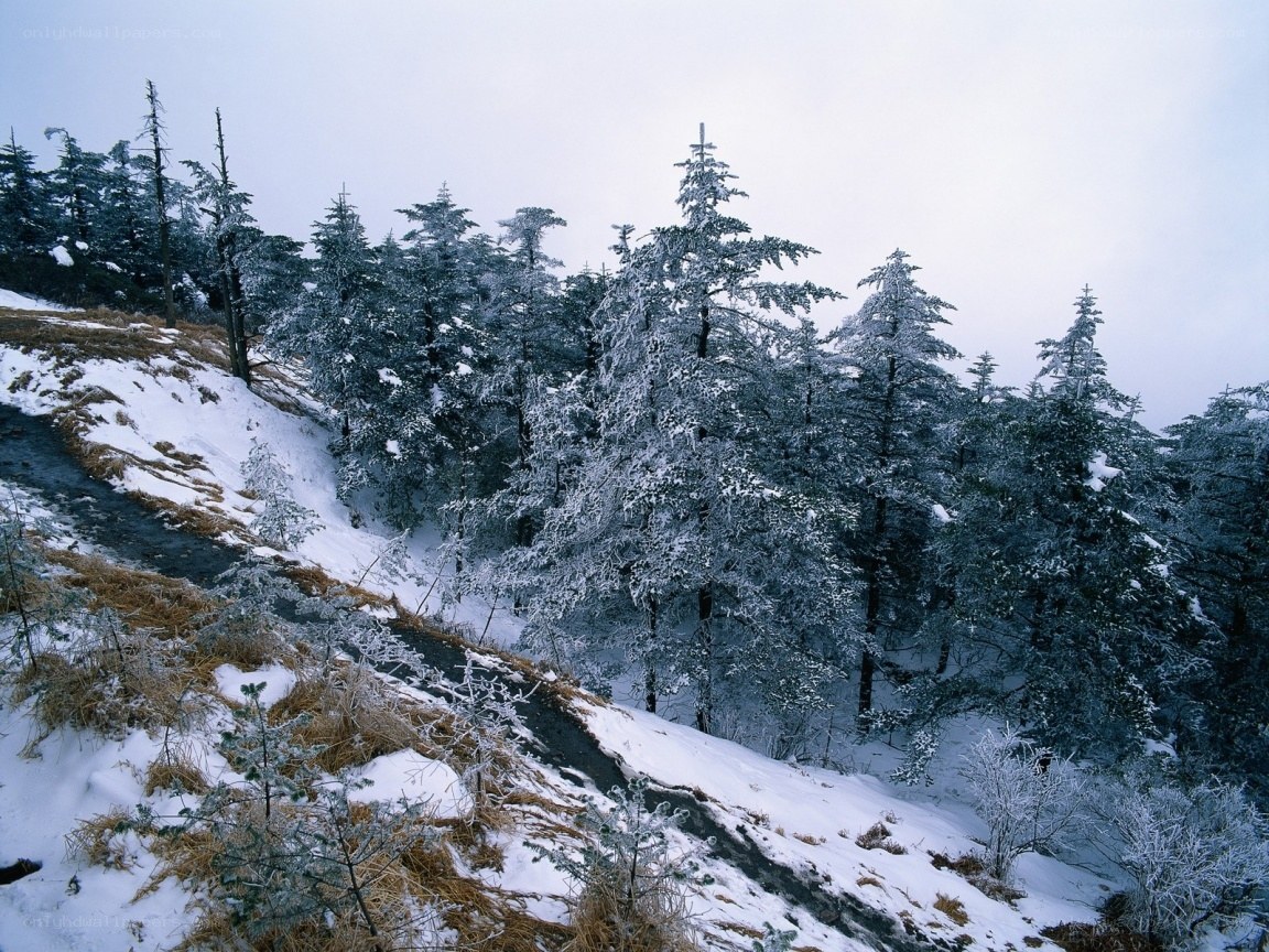 snow-covered forest on a hillside