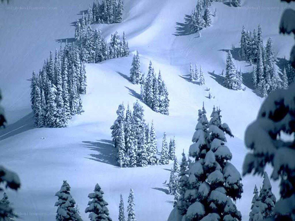 snow-covered forest on a hillside