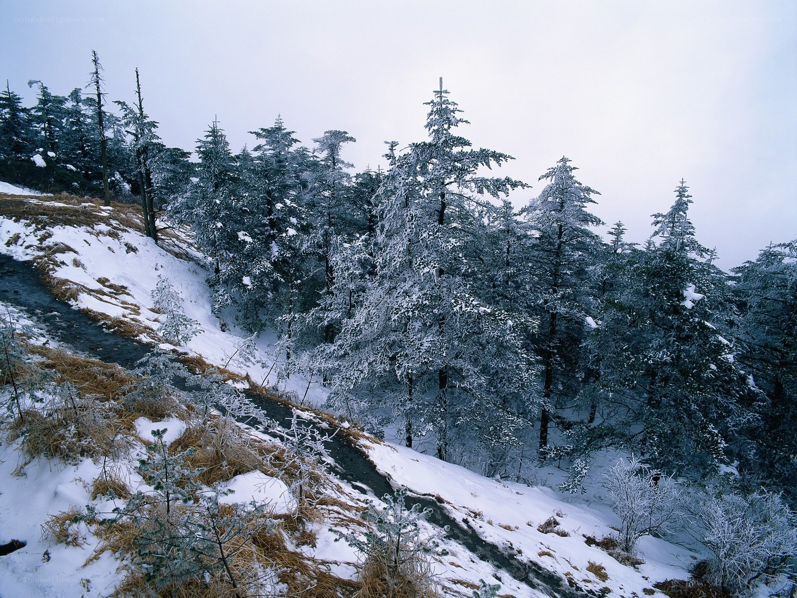 Snow-covered forest on a hillside
