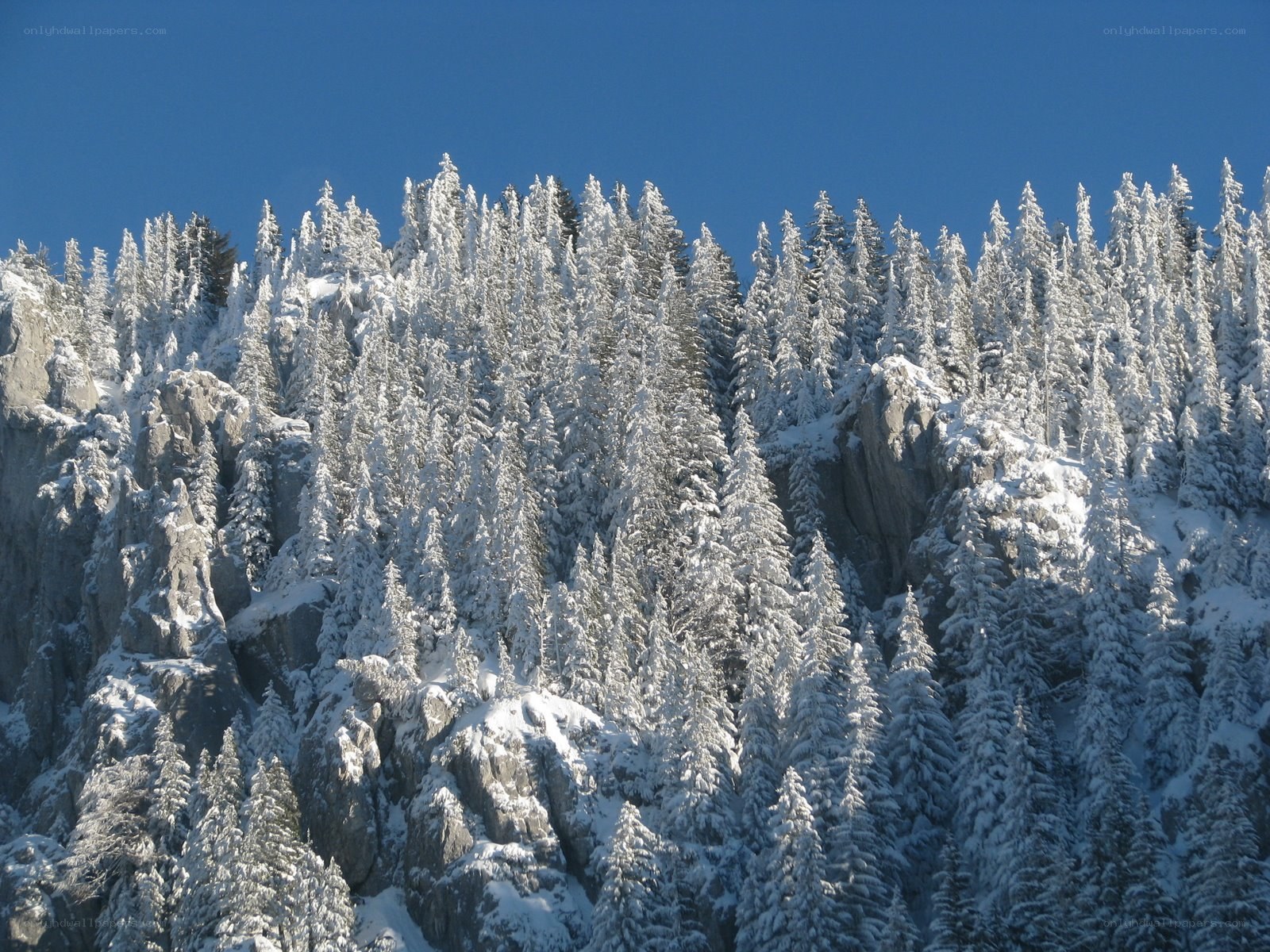 snow-covered forest on a mountain
