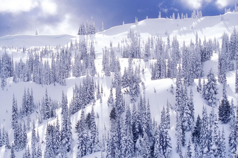 Snow-covered forest on a mountain