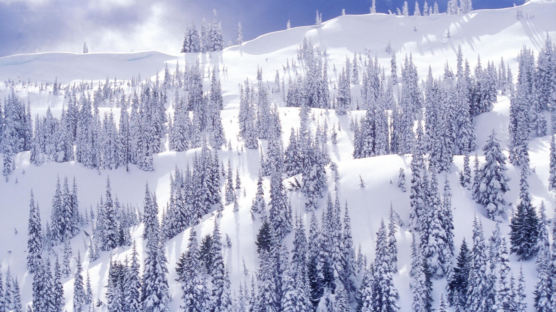 snow-covered forest on a mountain