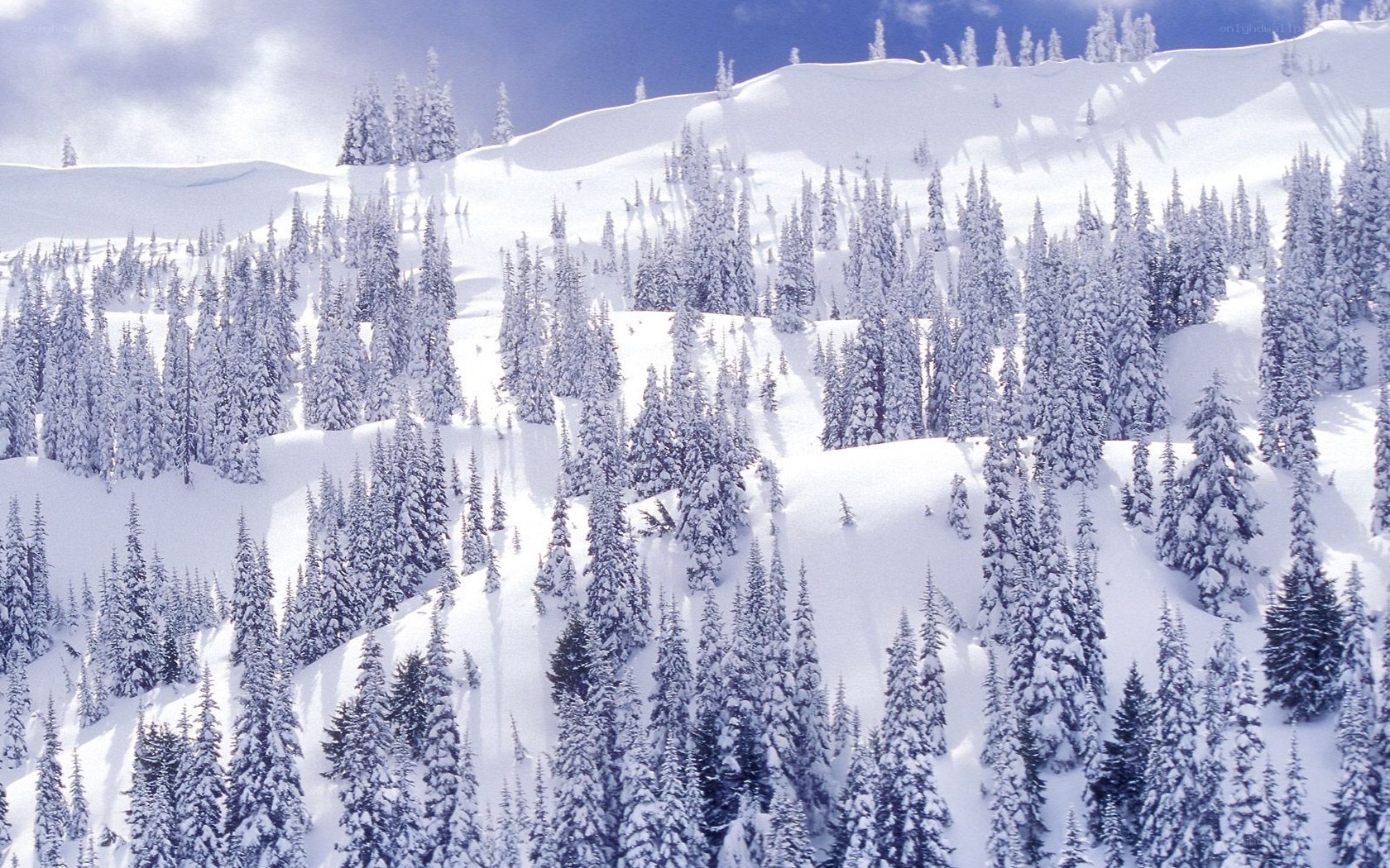 snow-covered forest on a mountain
