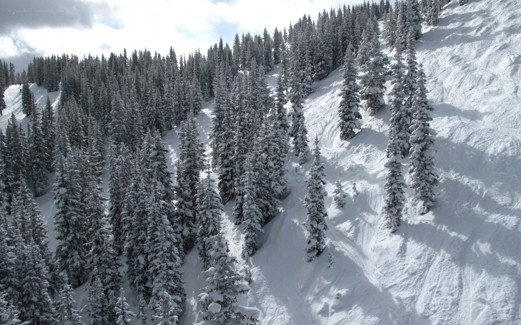 snow-covered forest on a mountain slope