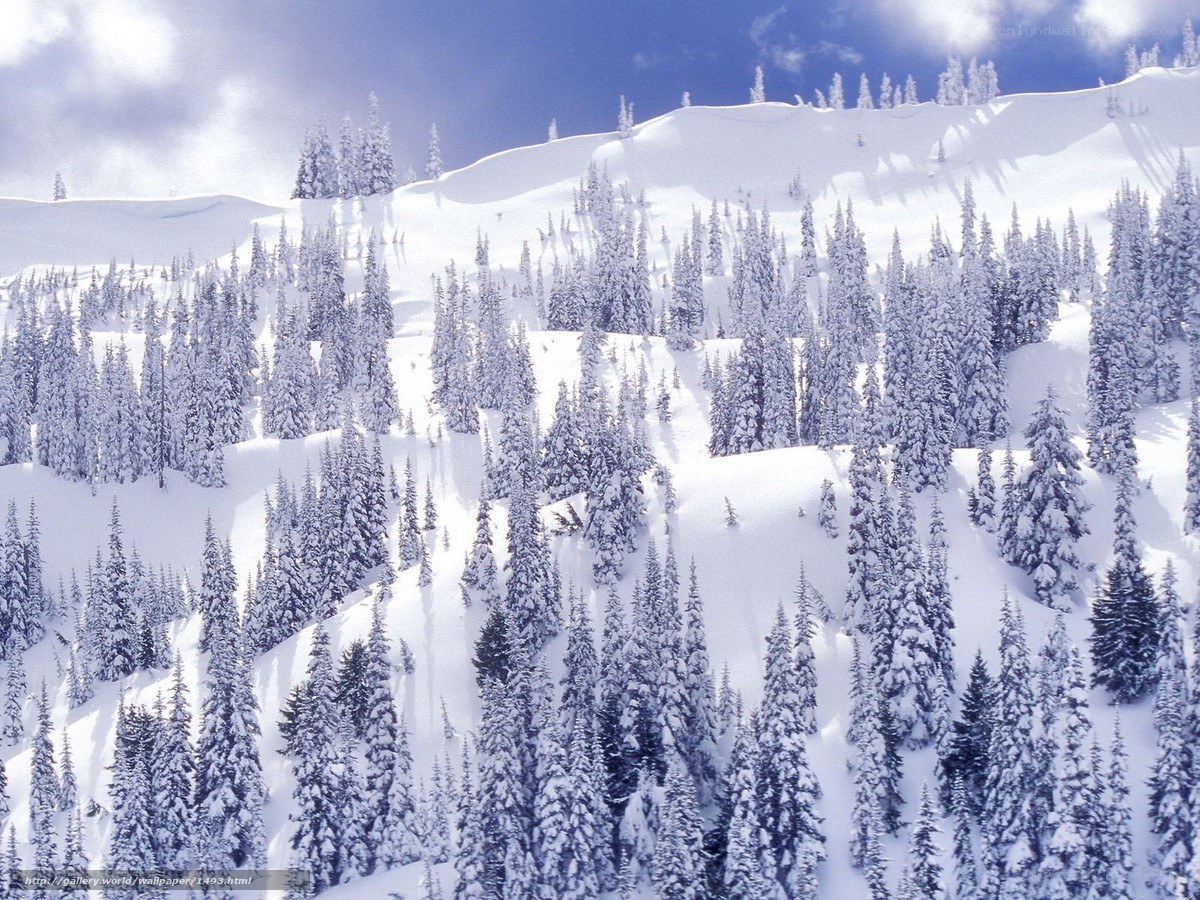 snow-covered forest on a mountain