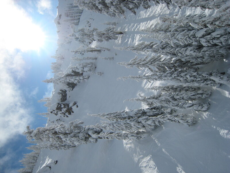 Snow-covered forest on a sunny day