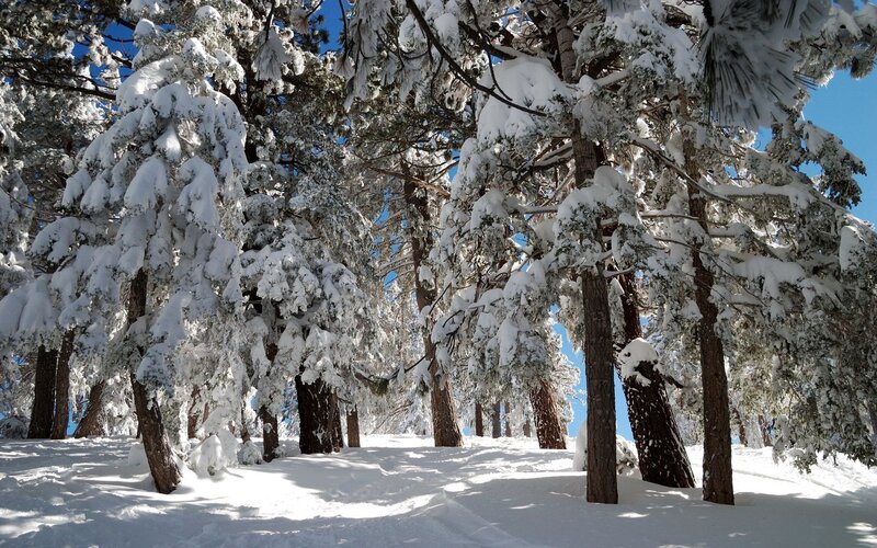 Snow-covered forest on a sunny day