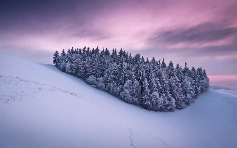 Snow-covered Forest on Hill