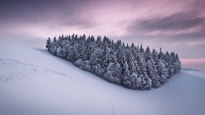 Snow-covered Forest on Hill — White, Serene, Winter