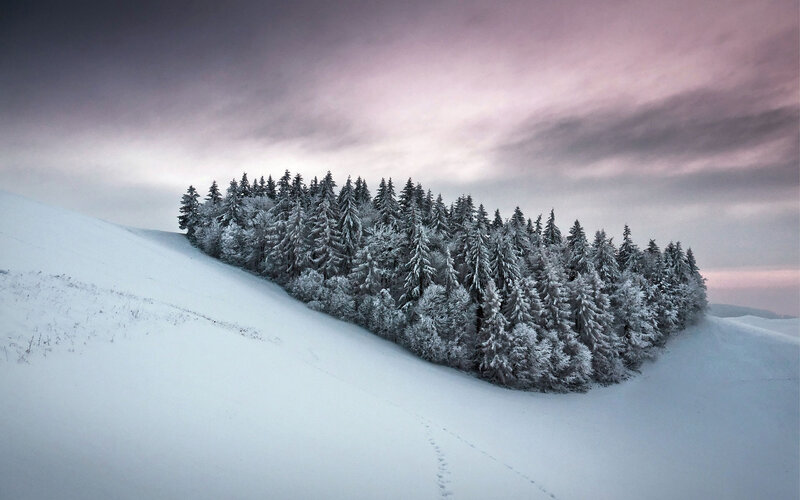 Snow-covered Forest on Hill — White