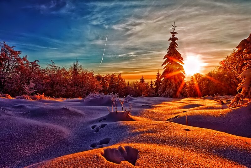 Snow-covered Forest — Orange, Dramatic, Sunset, Photograph