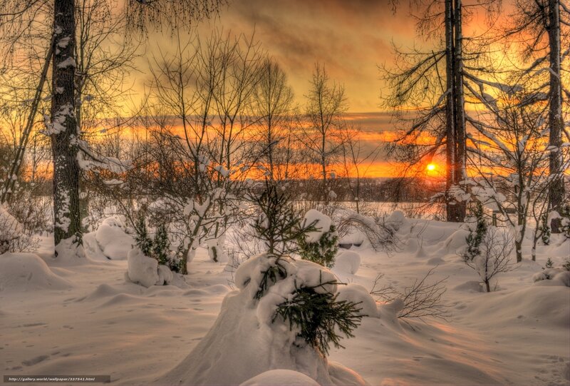 Snow-covered Forest — Orange, Dramatic, Sunset, Photograph, Trees