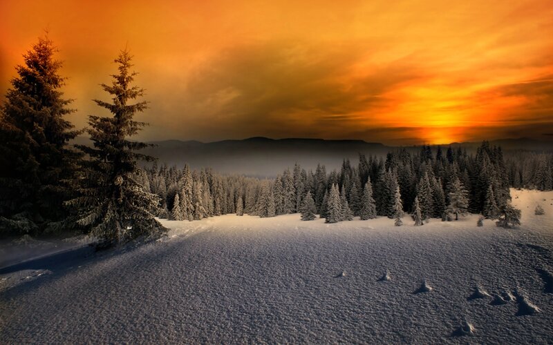 Snow-covered Forest — Orange, Dramatic, Sunset