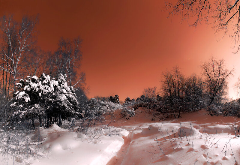 Snow-covered Forest — Orange, Dramatic