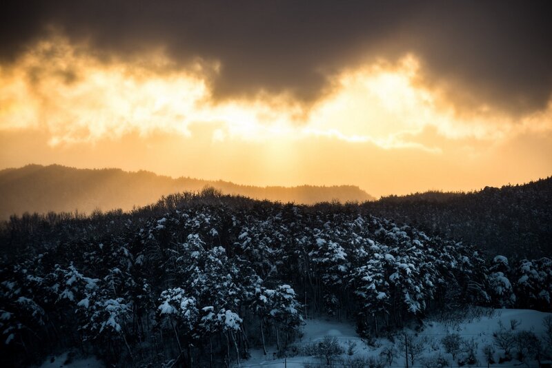 Snow-covered Forest — Orange, Dramatic, Winter