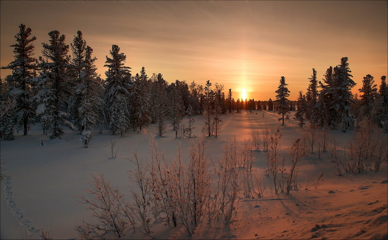 Snow-covered Forest — Orange, Serene, Sunset, Photograph, Trees