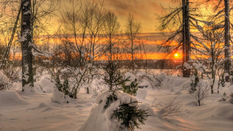 Snow-covered Forest — Orange, Serene, Sunset